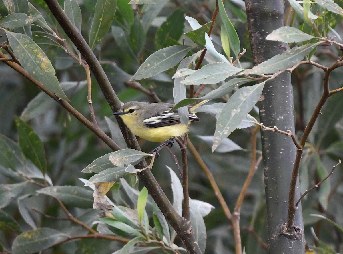 Lesser Wagtail-Tyrant - ML615293725
