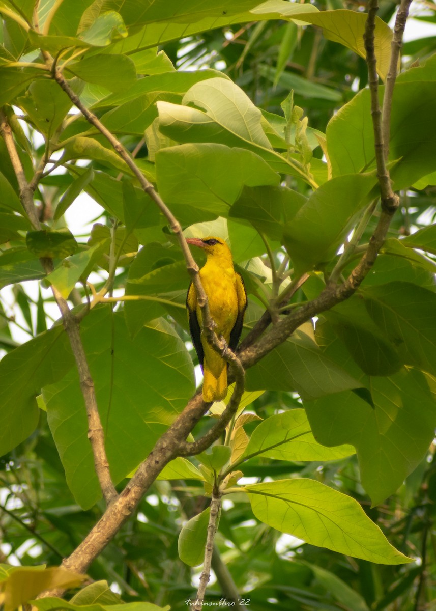 Indian Golden Oriole - ML615293802