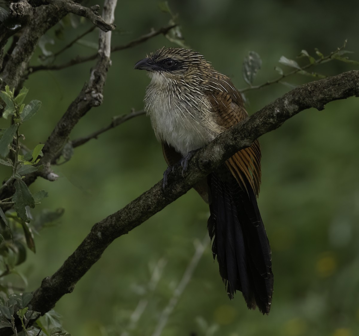 White-browed Coucal - Julie Morgan