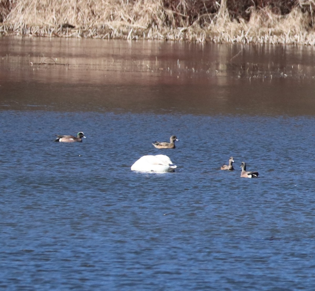 American Wigeon - ML615293874