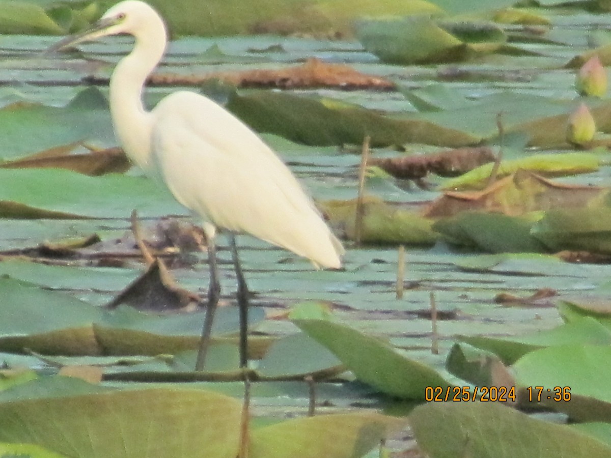 Little Egret - ML615293885