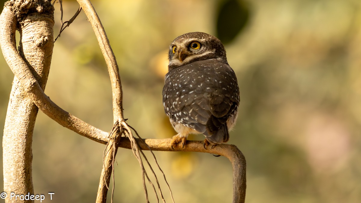 Spotted Owlet - ML615293902