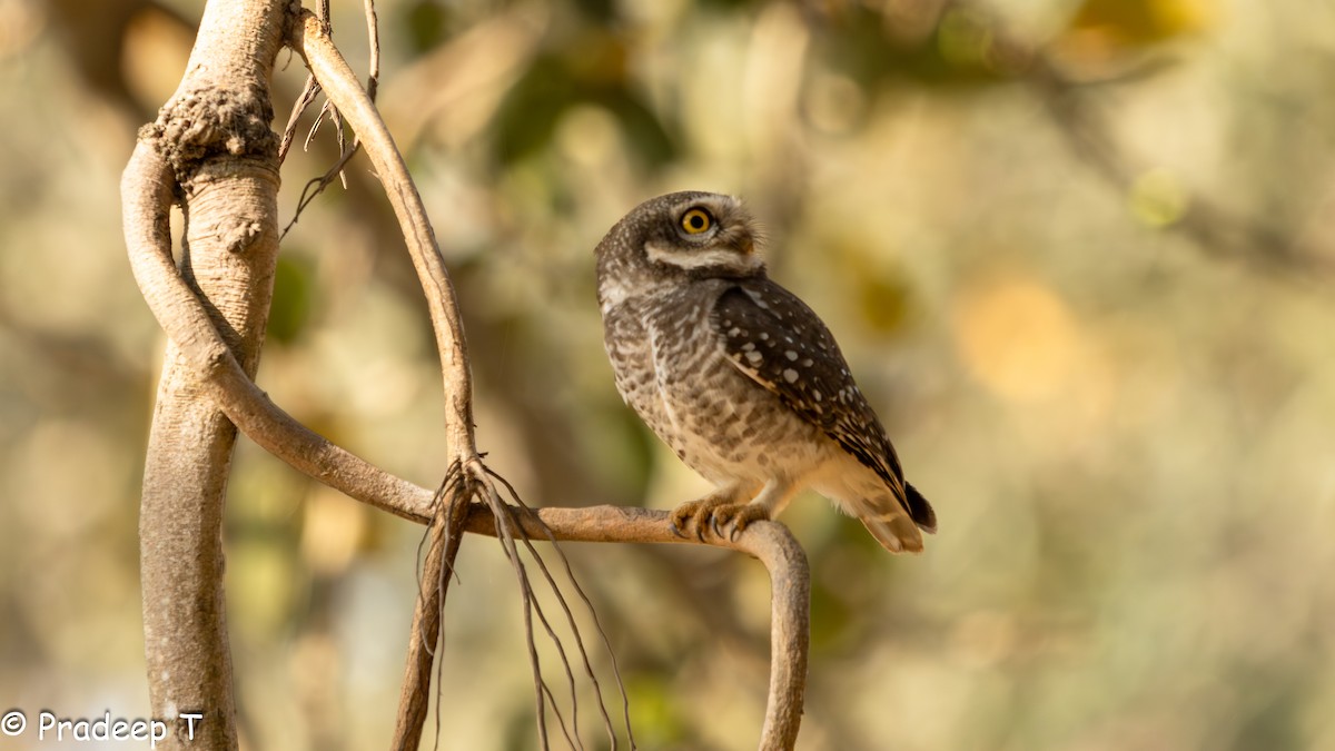 Spotted Owlet - ML615293903