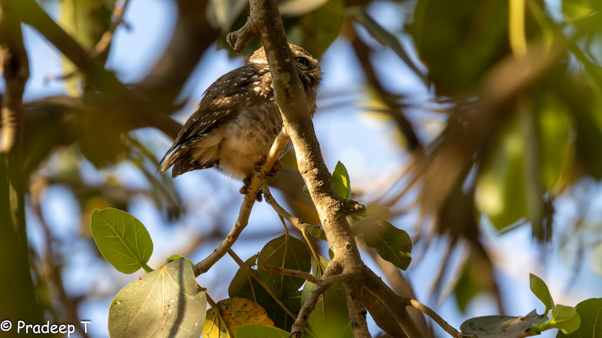 Spotted Owlet - ML615293904