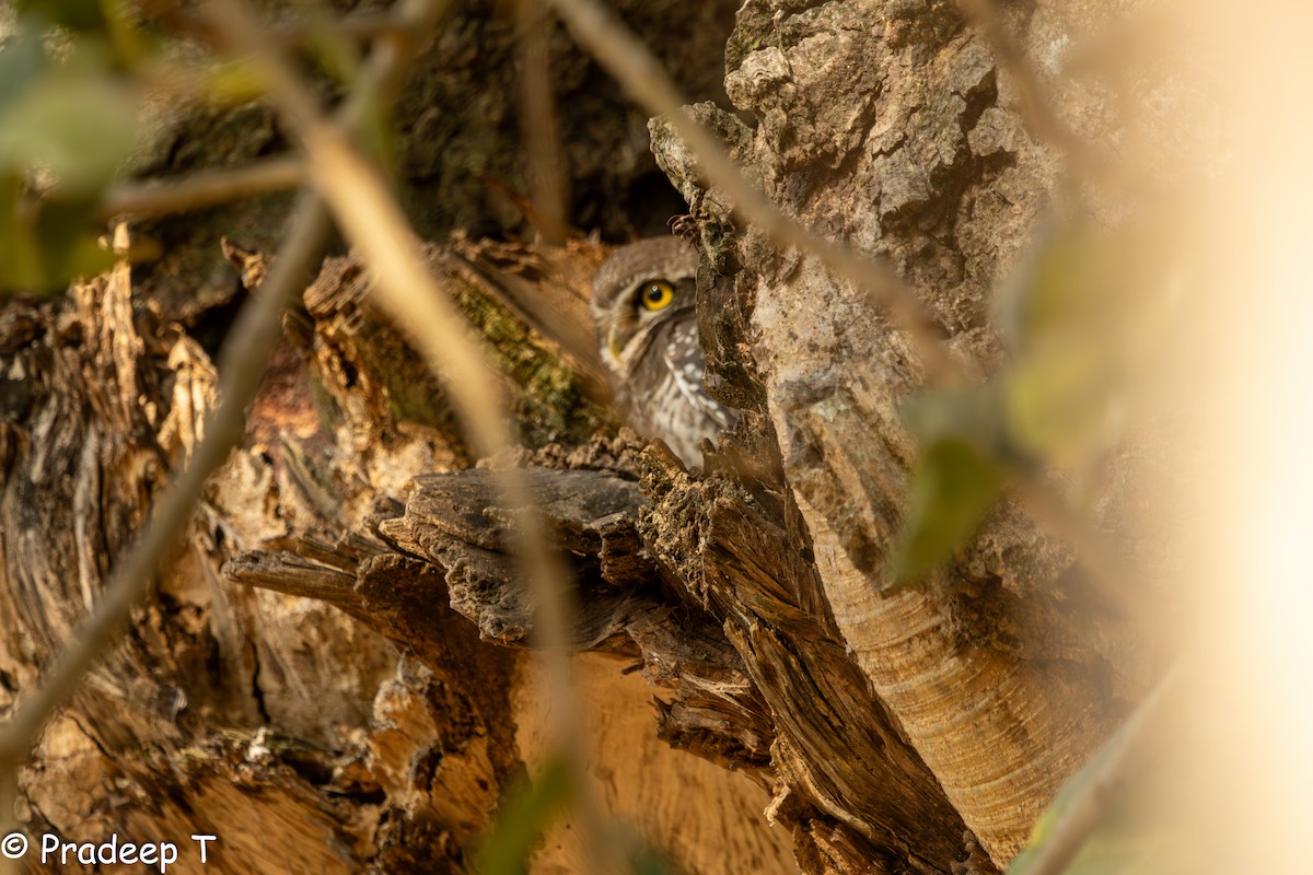 Spotted Owlet - ML615293905