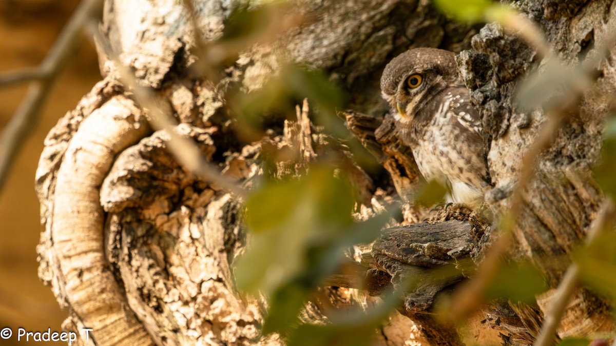 Spotted Owlet - ML615293906