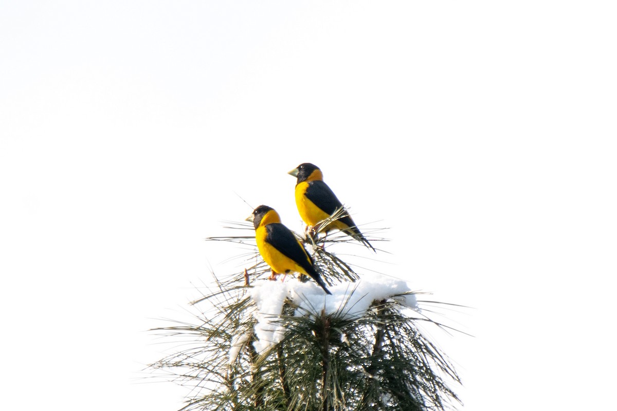 Black-and-yellow Grosbeak - ML615293913