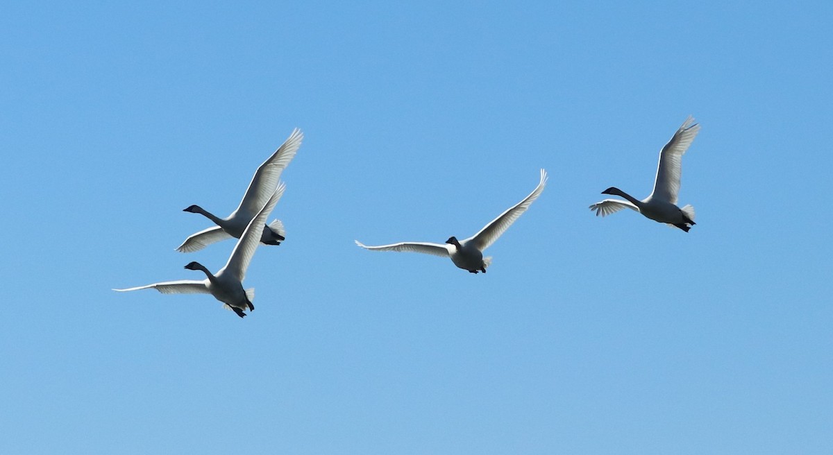 Trumpeter Swan - Matthew Valencic