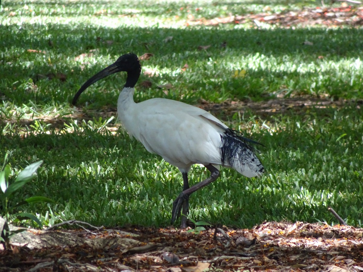 ibis australský - ML615293988