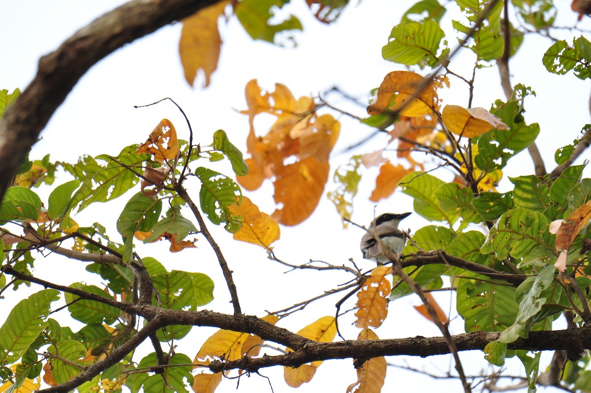 Large Woodshrike - ML615293991