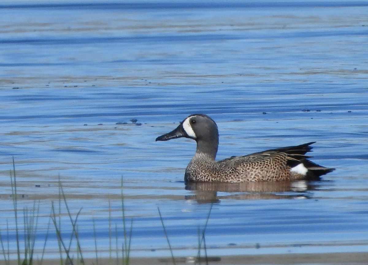 Blue-winged Teal - ML615294022