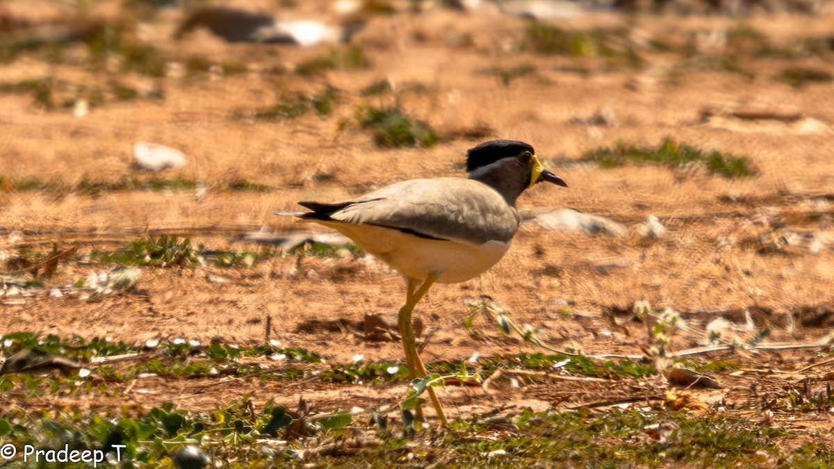 Yellow-wattled Lapwing - ML615294038