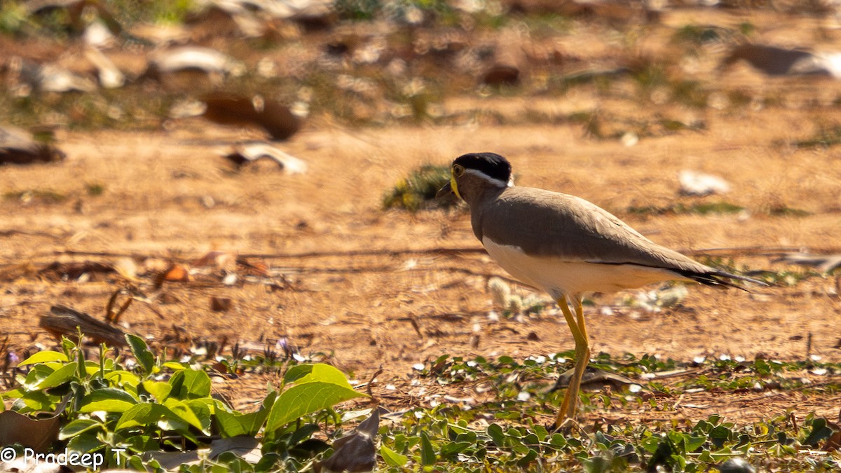 Yellow-wattled Lapwing - ML615294039