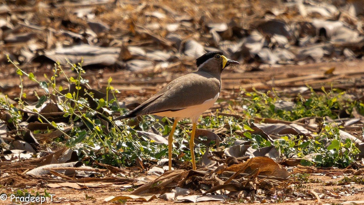 Yellow-wattled Lapwing - ML615294041