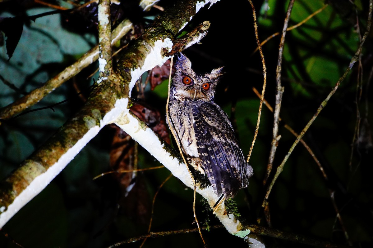 Everett's Scops-Owl - Liao Tzu-Chiang