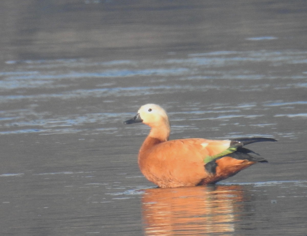 Ruddy Shelduck - ML615294053