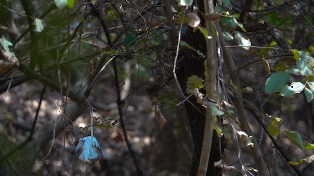 カワリサンコウチョウ - ML615294087