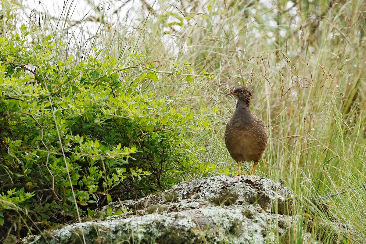 Andean Tinamou - ML615294092