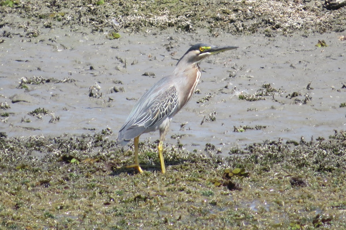 Striated Heron - Anderson León Natera