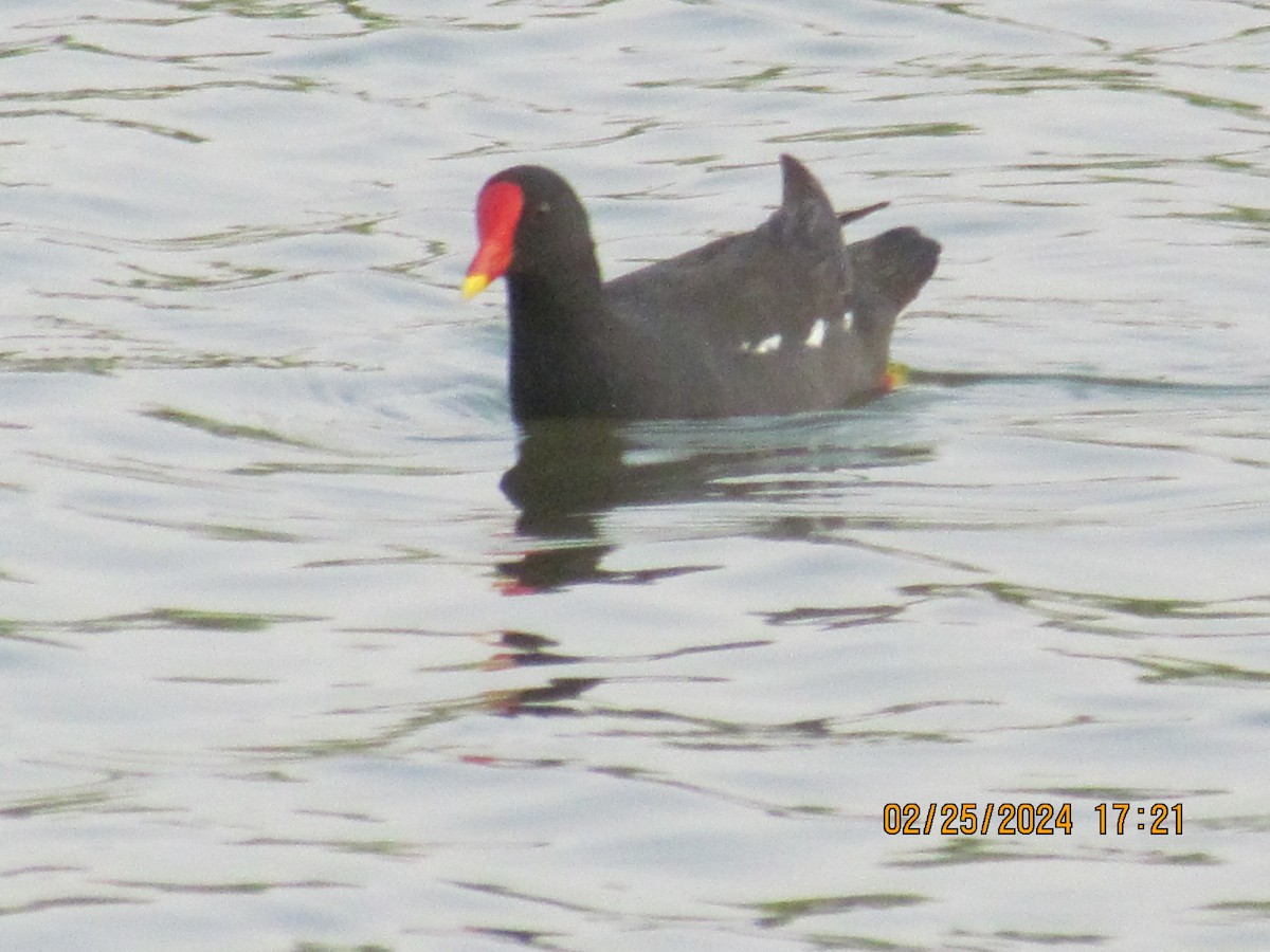 Eurasian Moorhen - ML615294142