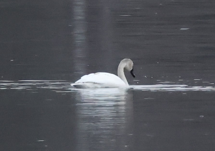 Tundra Swan - ML615294190