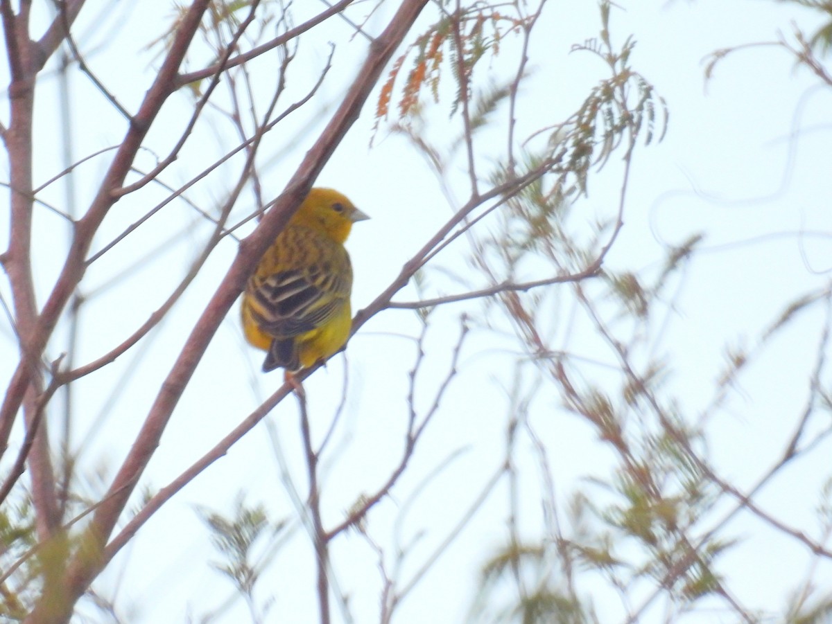 Grassland Yellow-Finch (Grassland) - ML615294237