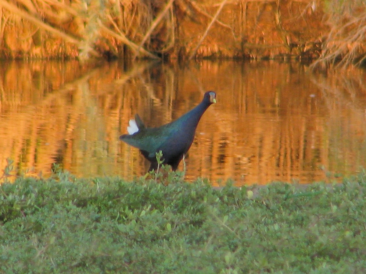 Purple Gallinule - ML615294275