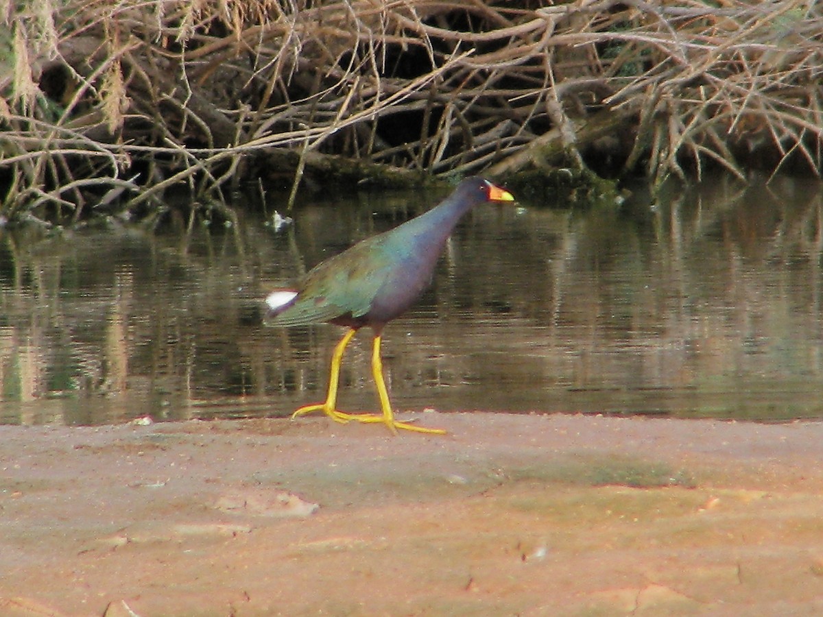 Purple Gallinule - ML615294278