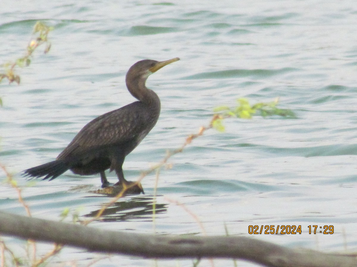 Indian Cormorant - Senthil Veerasamy