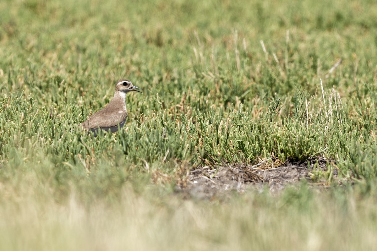 Caspian Plover - ML615294295