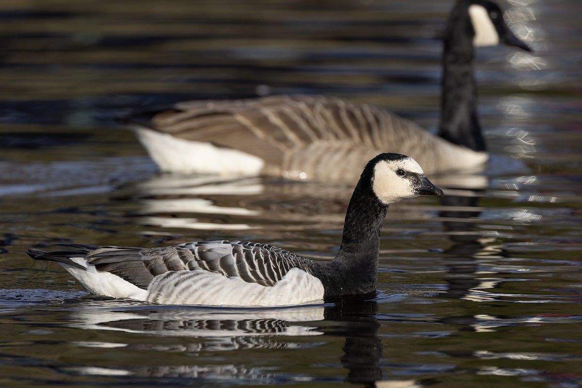 Barnacle Goose - Graham Ella