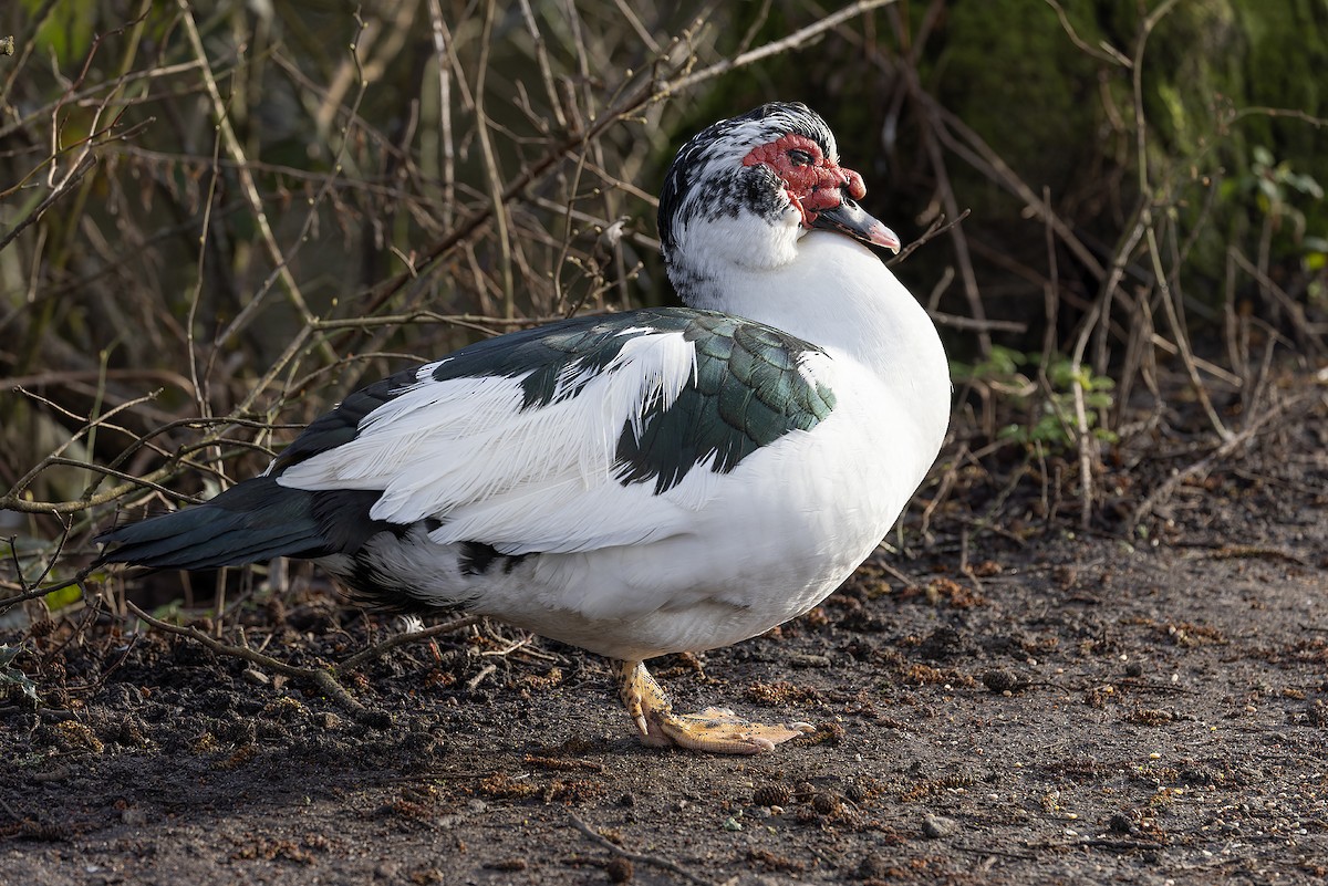 Muscovy Duck (Domestic type) - Graham Ella
