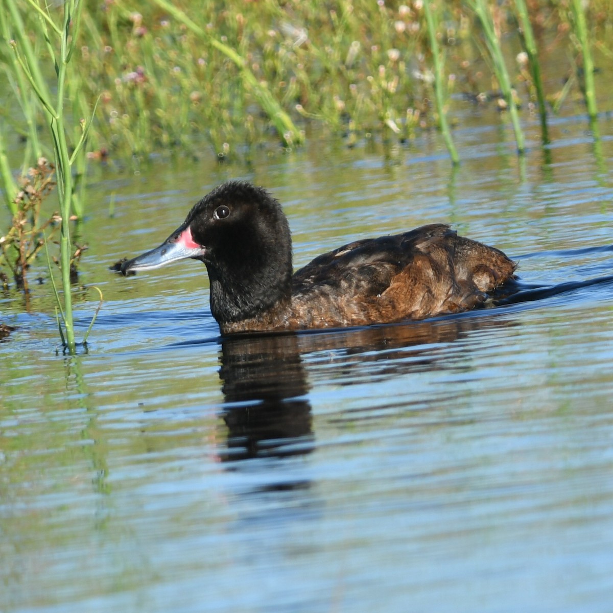 Black-headed Duck - ML615294364