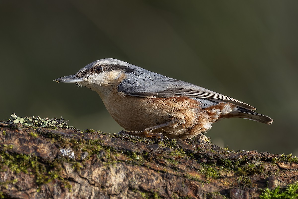 Eurasian Nuthatch - Graham Ella