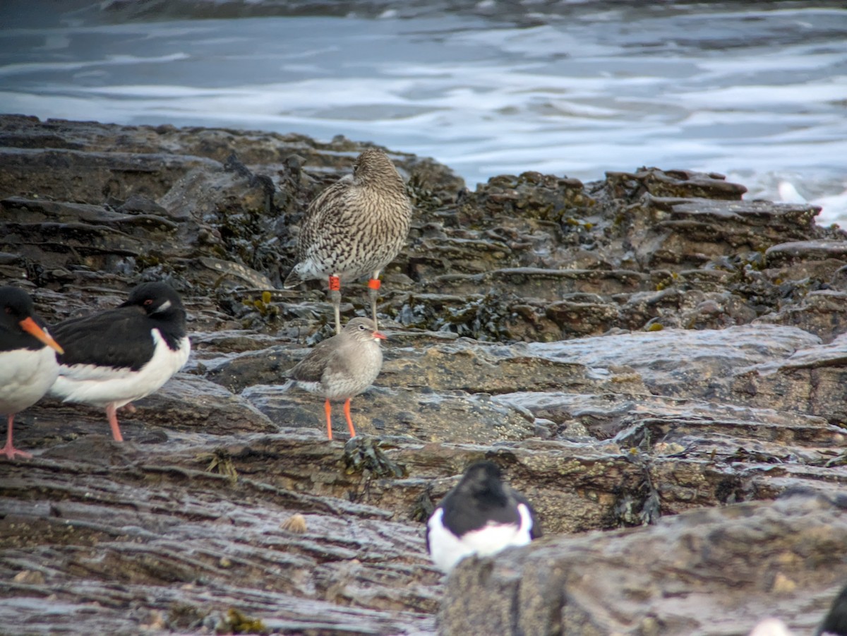 Eurasian Curlew - ML615294419