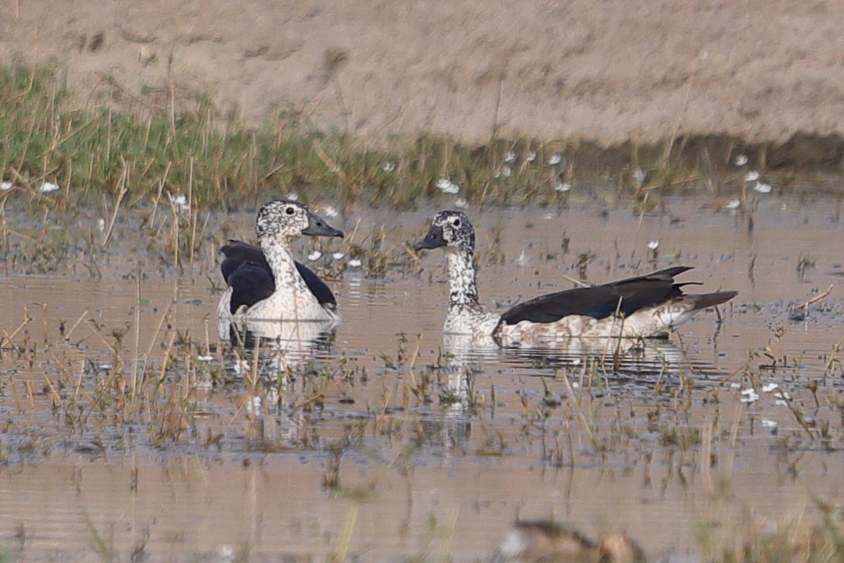 Knob-billed Duck - Krishna Kishore Eyunni