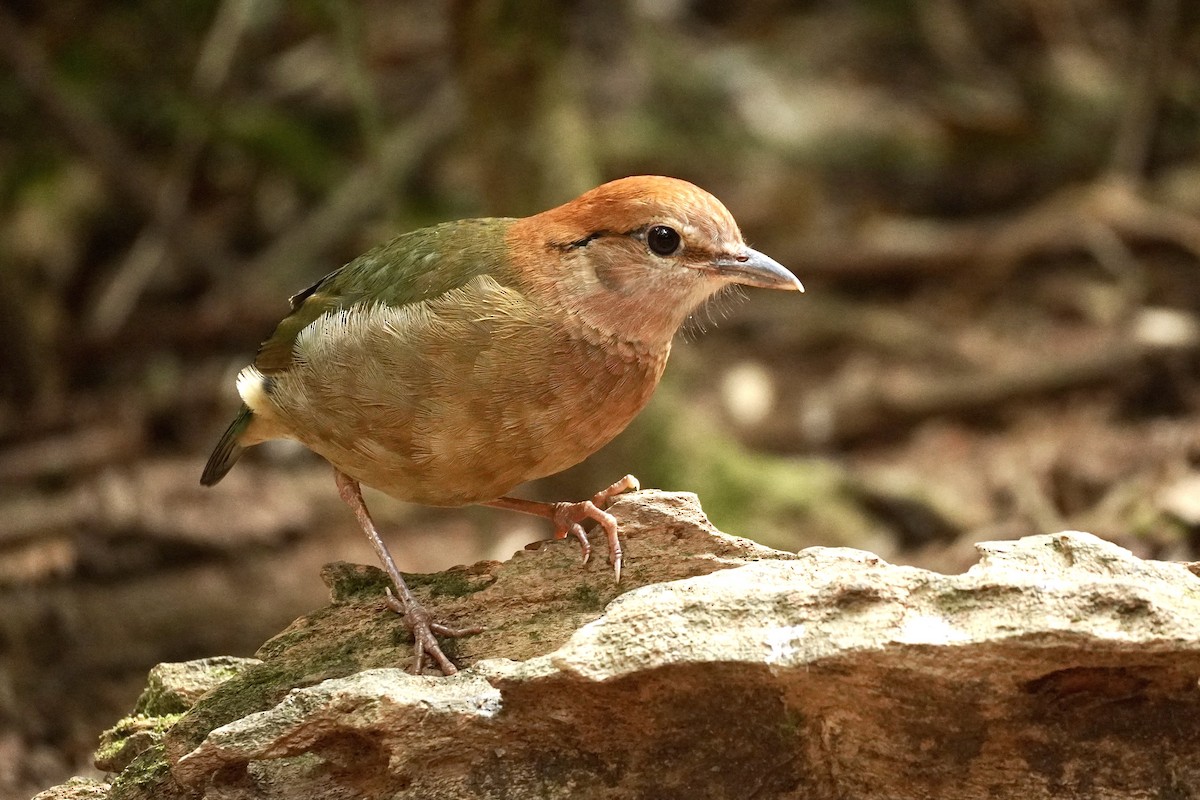 Rusty-naped Pitta - Cassie  Liu