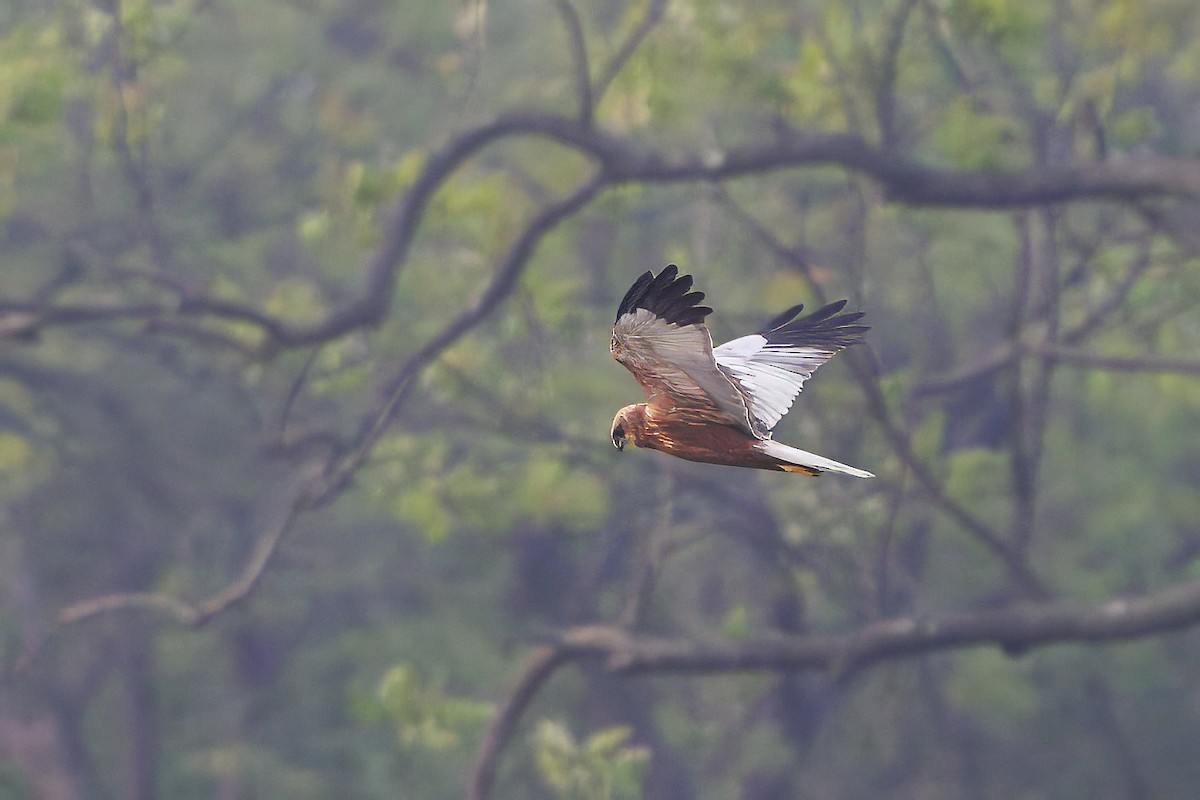 Western Marsh Harrier - Krishna Kishore Eyunni