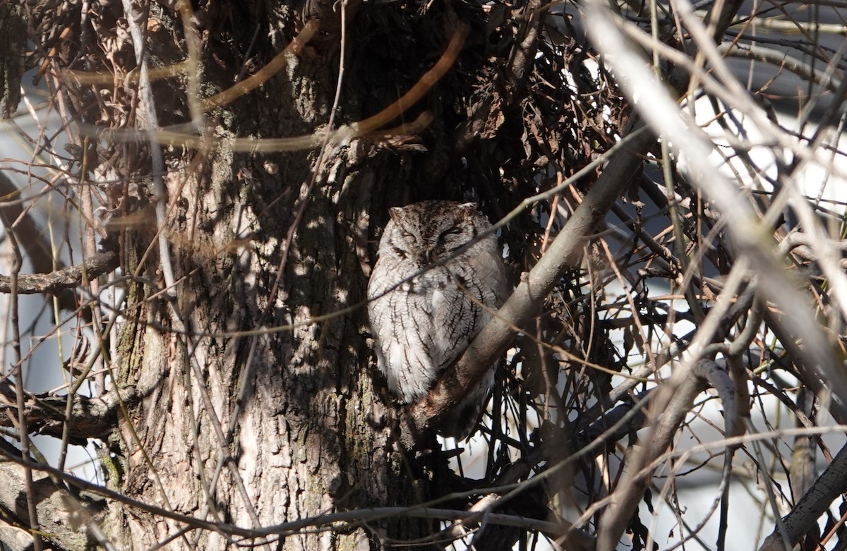 Western Screech-Owl - ML615294539