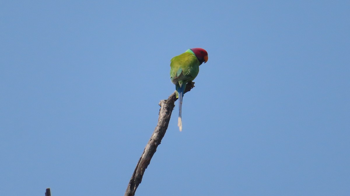Plum-headed Parakeet - Sujay Biswas