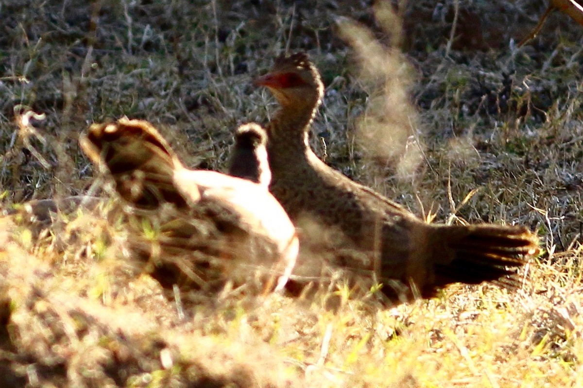 Red Spurfowl - ML615294653