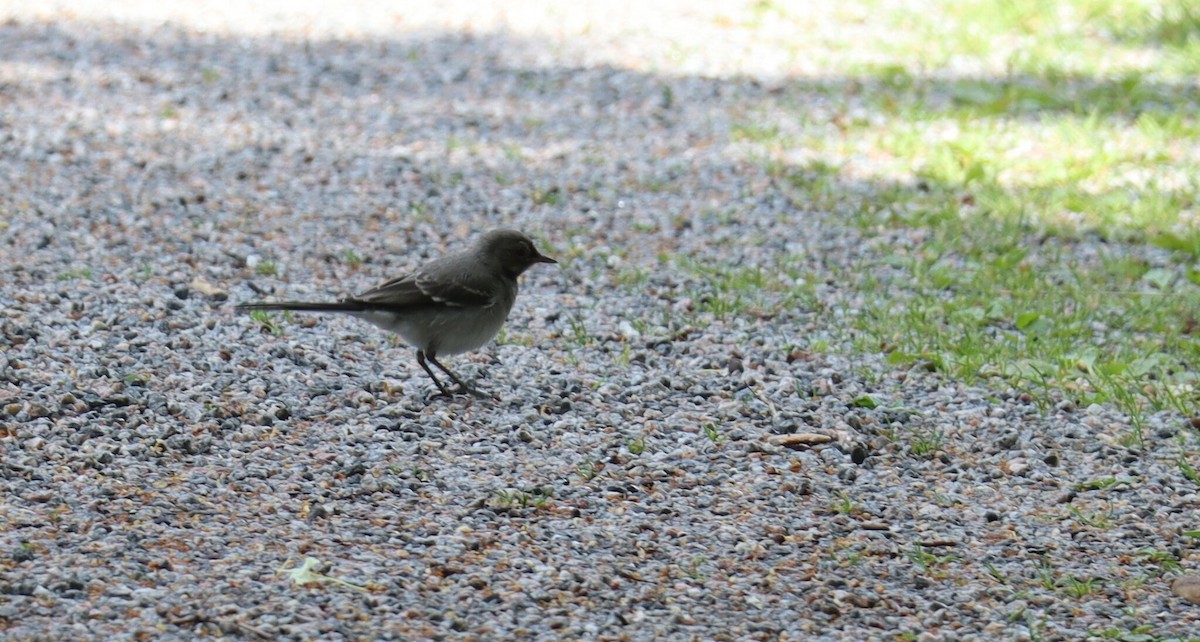 White Wagtail - ML615294656