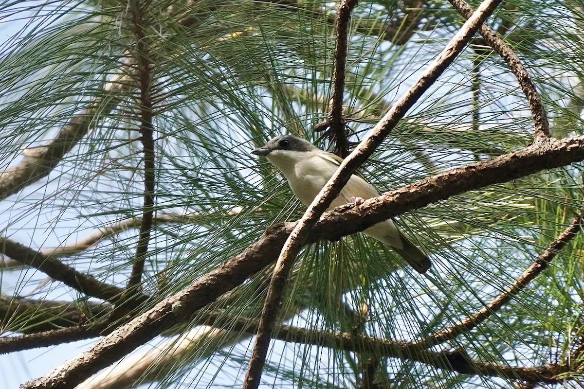 Vireo Alcaudón Cejiblanco (annamensis) - ML615294678