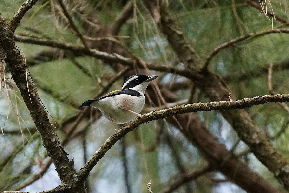 White-browed Shrike-Babbler (Dalat) - ML615294679