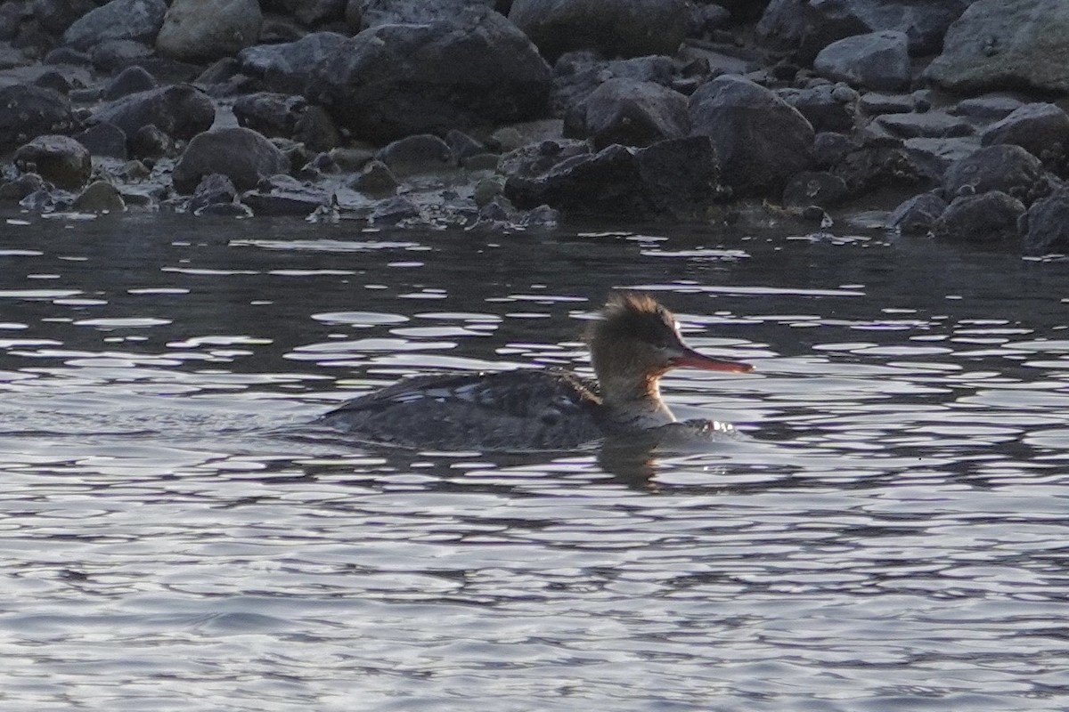 Red-breasted Merganser - ML615294698