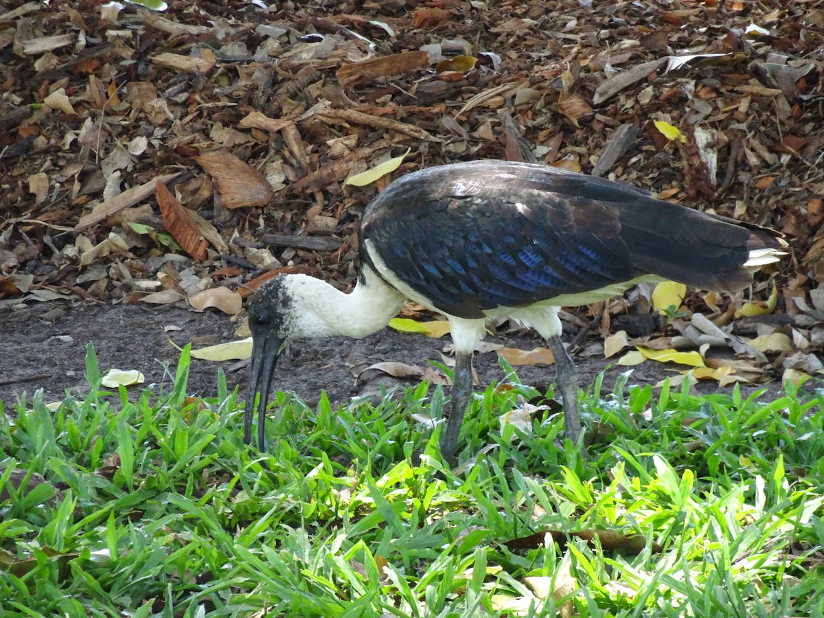 ibis slámokrký - ML615294709