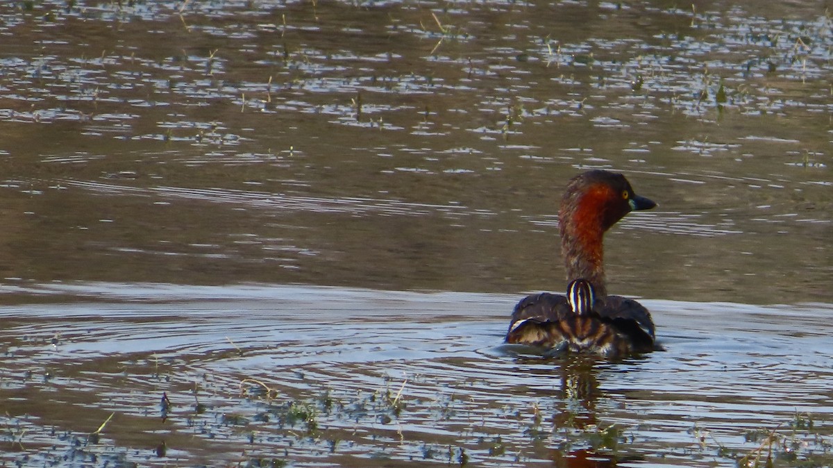 Little Grebe - ML615294723