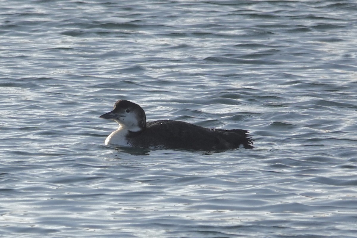 Common Loon - jean adamus