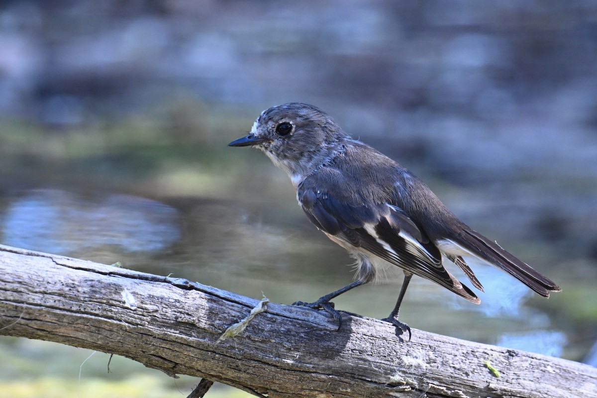 Scarlet Robin - ML615294736