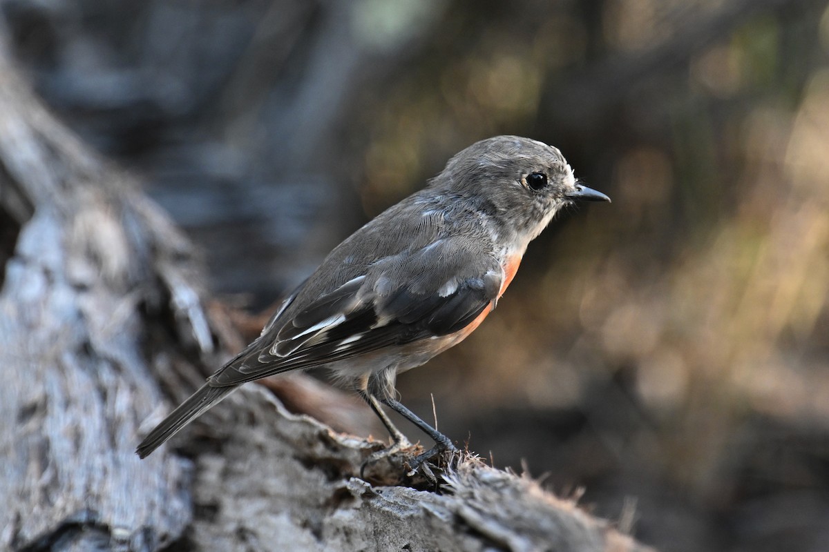 Scarlet Robin - ML615294737